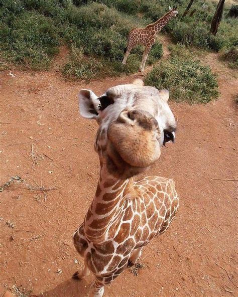 cute giraffe pictures|a real picture of giraffe.